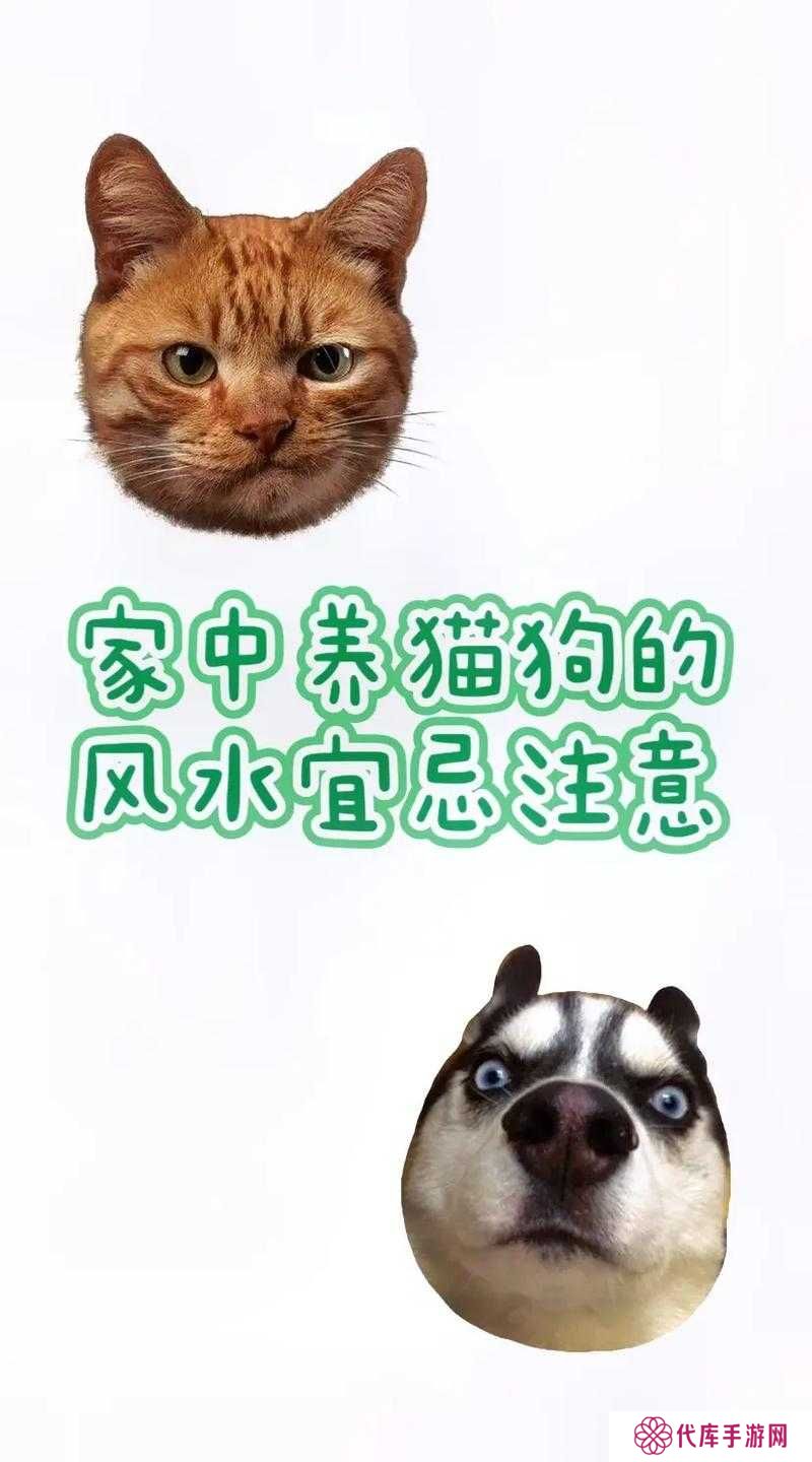 小森生活猫放在家里方法分享，资源管理的智慧之道