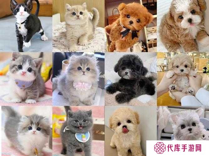 小森生活，打造你的猫咪乐园，领养与培养全攻略